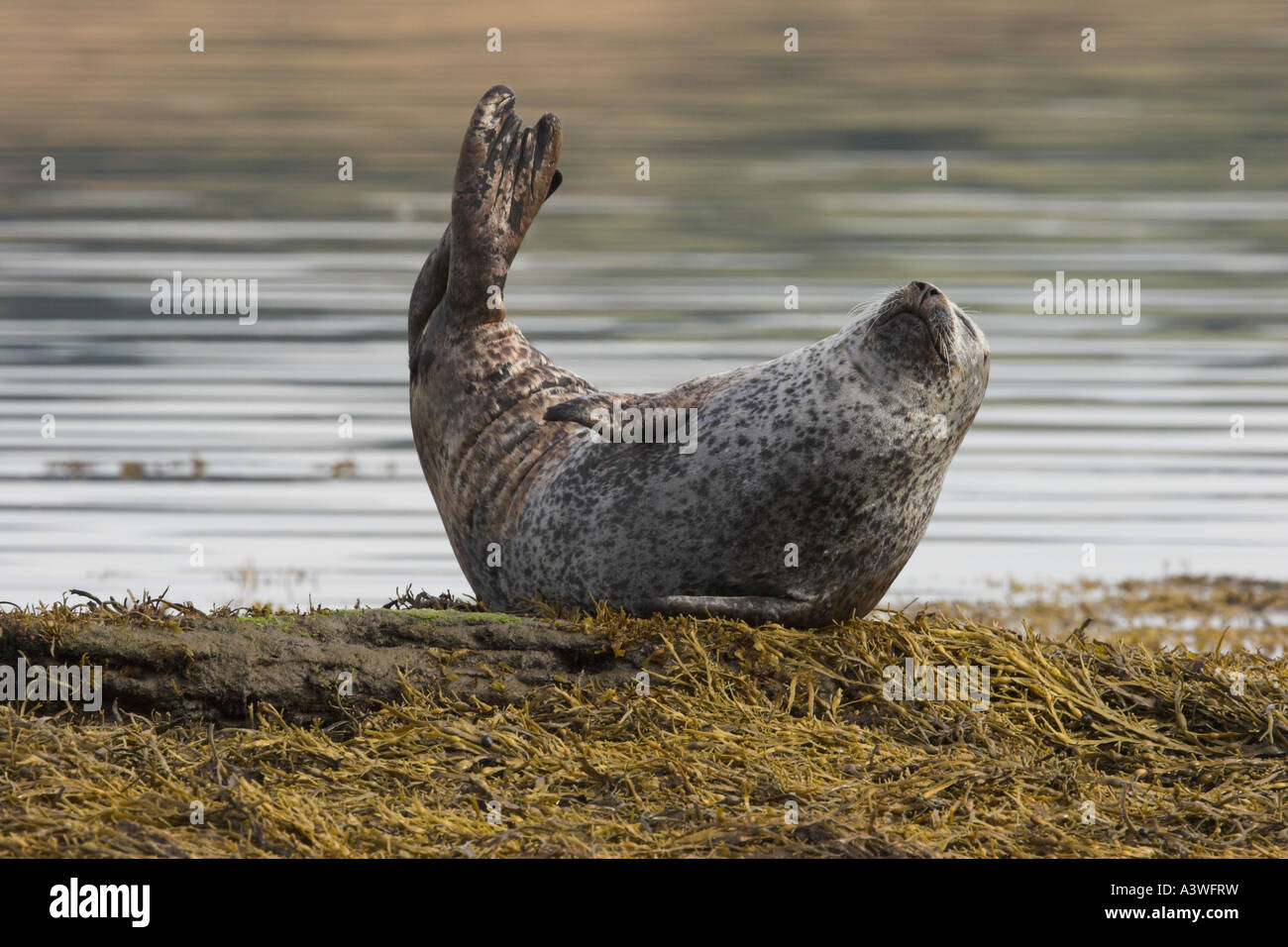 Seehunde Phoca Vitulina auf Gezeiten Felsen Moray Firth Inverness Shire Highland Schottland Vereinigtes Königreich Stockfoto