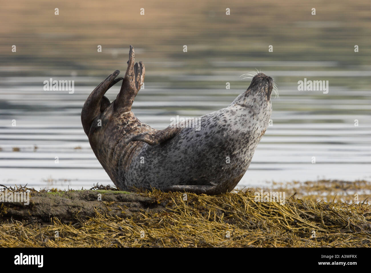 Seehunde Phoca Vitulina auf Gezeiten Felsen Moray Firth Inverness Shire Highland Schottland Vereinigtes Königreich Stockfoto