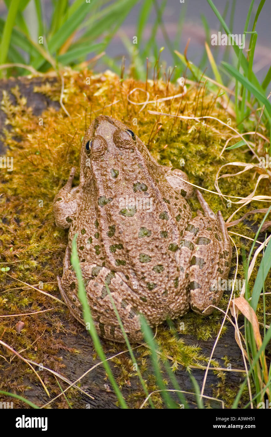 Marsh Frog Rana ridibunda Stockfoto