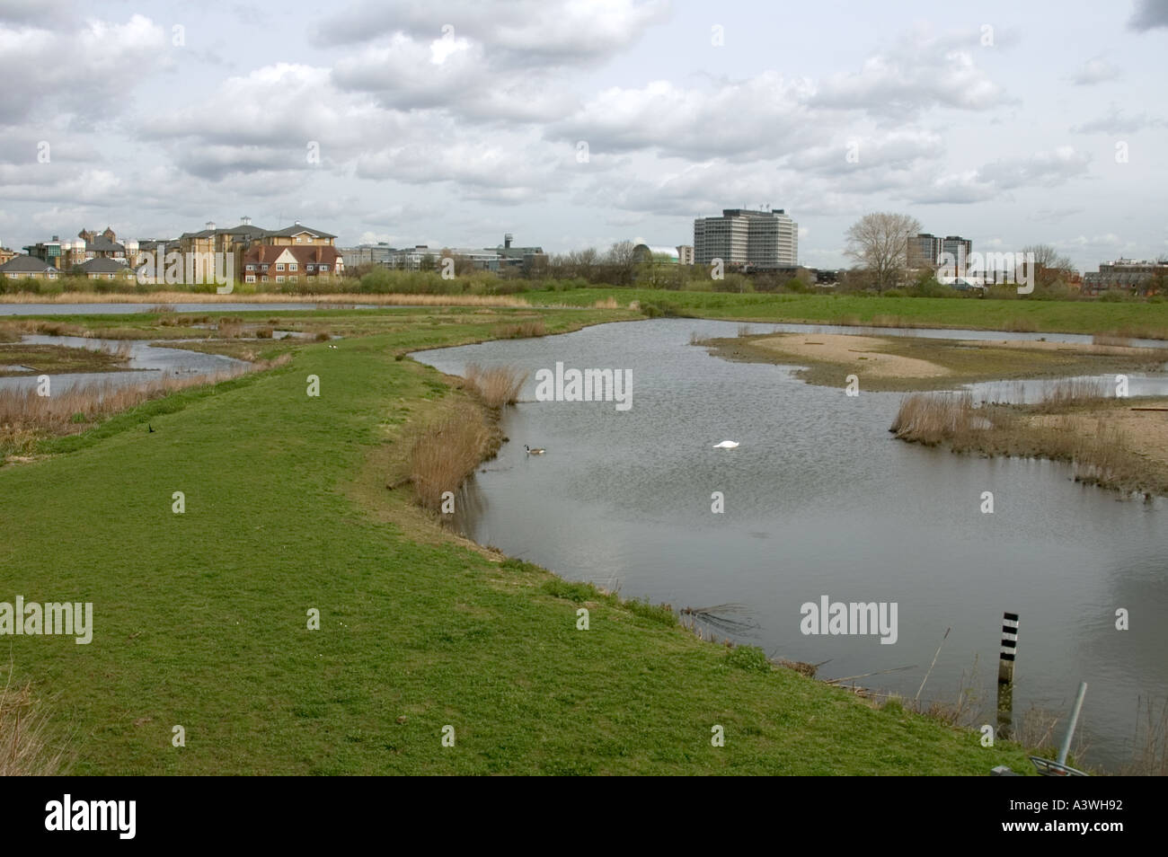 Wetland Centre in Barnes, London Stockfoto