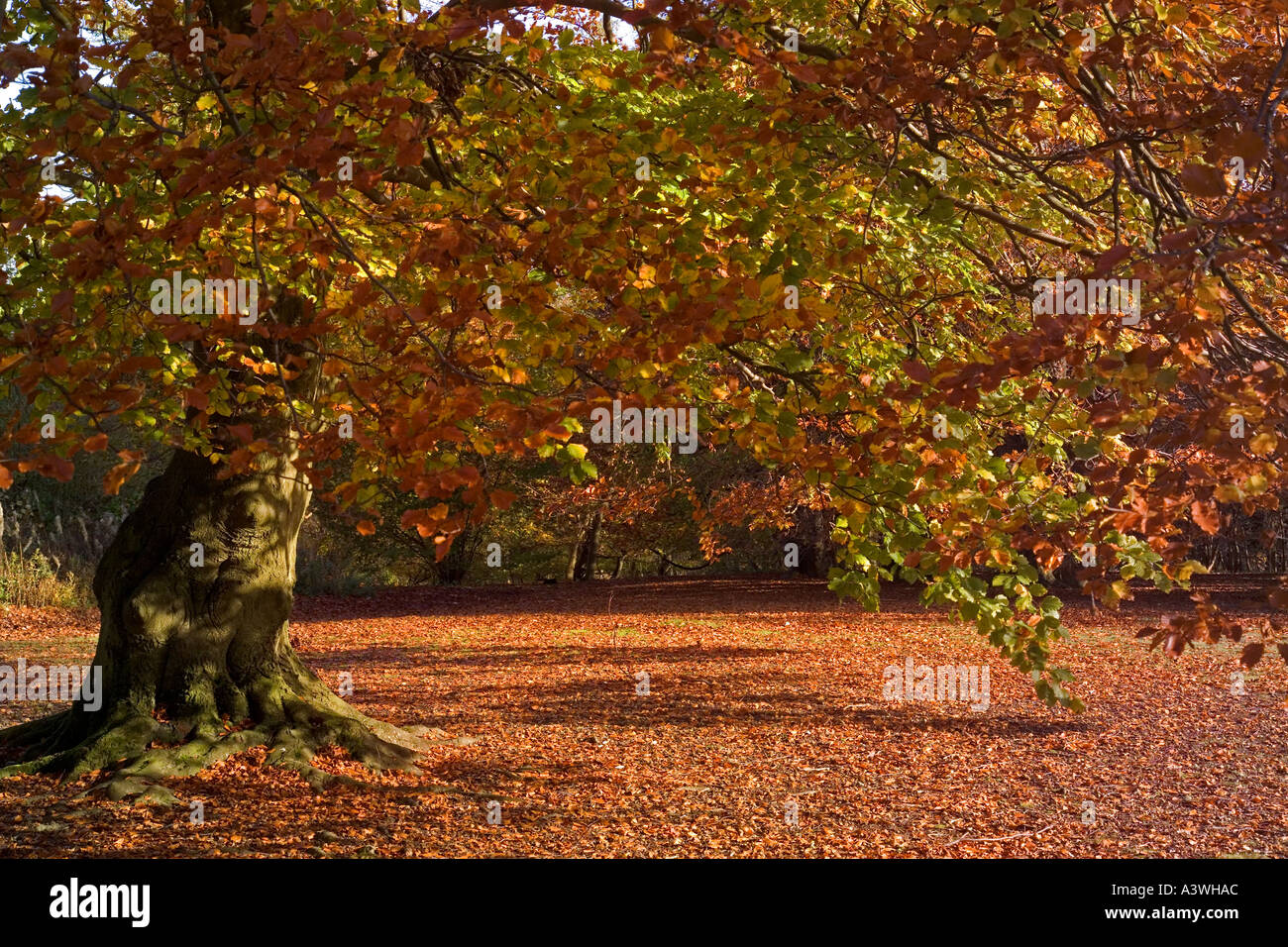 Buche: Fagus Sylvaticus, im Herbst, Stockfoto