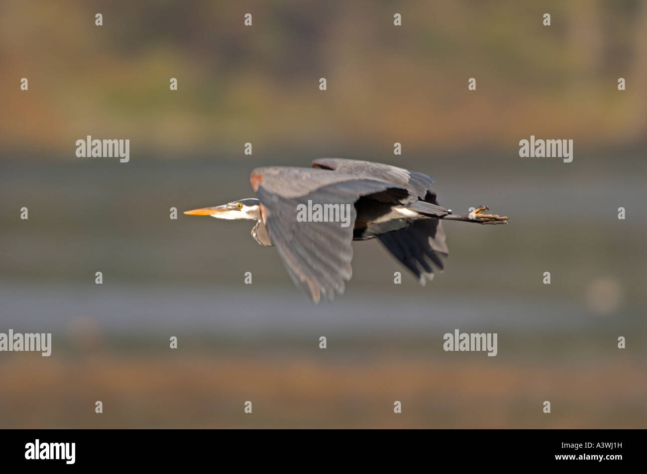 Great Blue Heron (Ardea Herodias) im Flug über marsh Stockfoto
