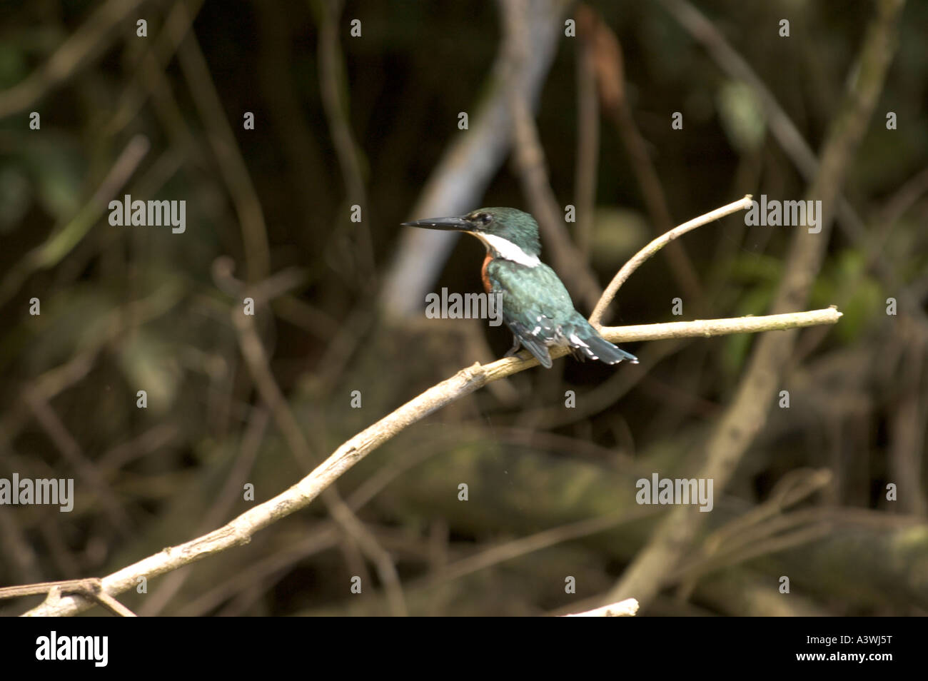 Männliche grün Kingfisher (Chloroceryle Americana) Perched im Baum, Costa Rica Stockfoto