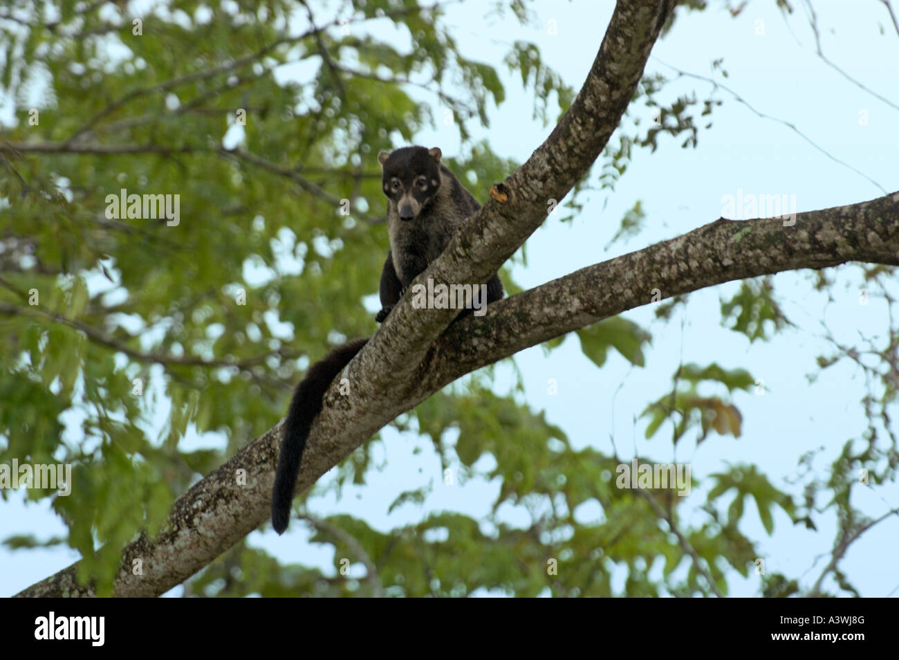 Weiße Nase Nasenbär (Nasua Narica) auf Ast im Baum Stockfoto