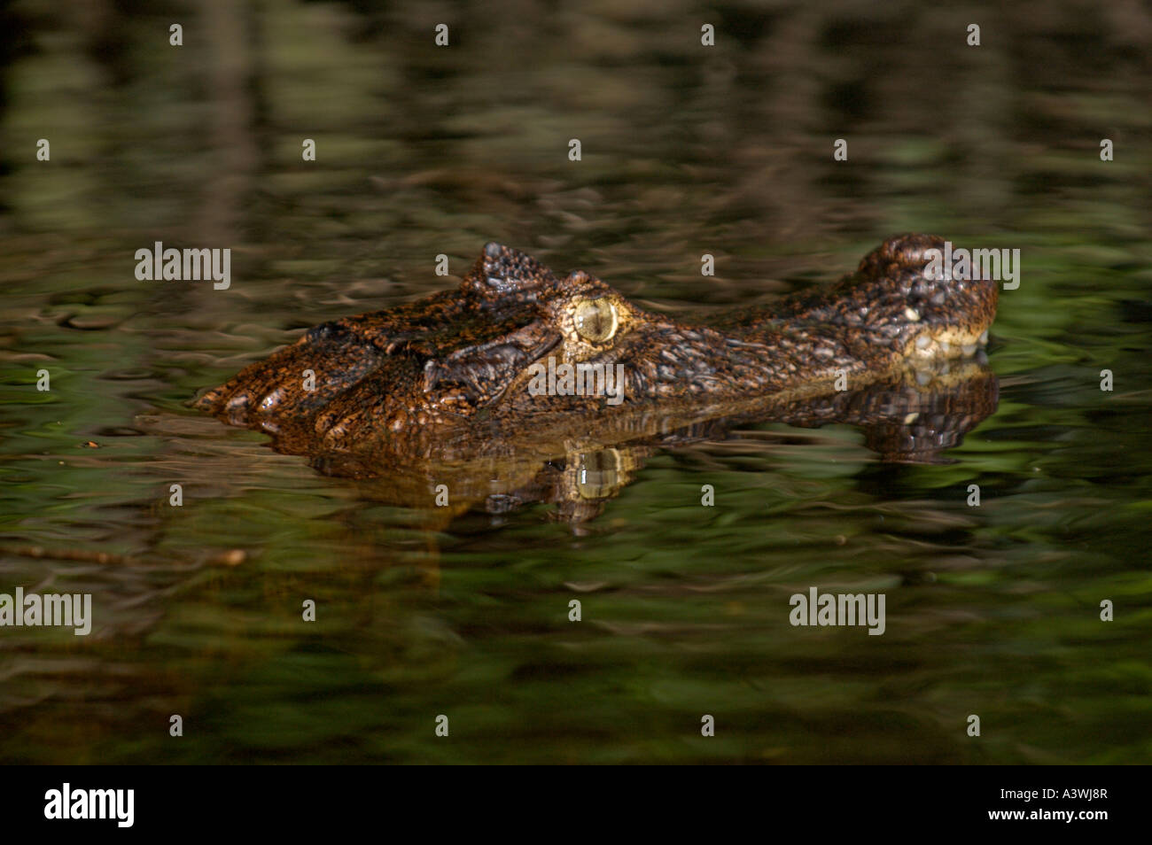 Brillentragende Kaiman (Caiman Crocodilus) Kopfschuss treiben im Wasser Stockfoto