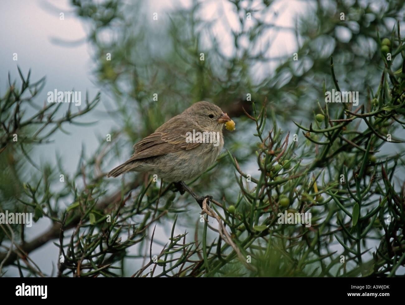 Der kleine Baum Finch (Camarhynchus Parvulus) ist eines der 13 Arten von Darwins Finken Stockfoto