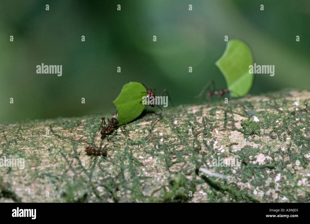 Blätter Blatt Schneiden Ameisen (Atta Cephalotes) über das Mitführen von Zweig Stockfoto
