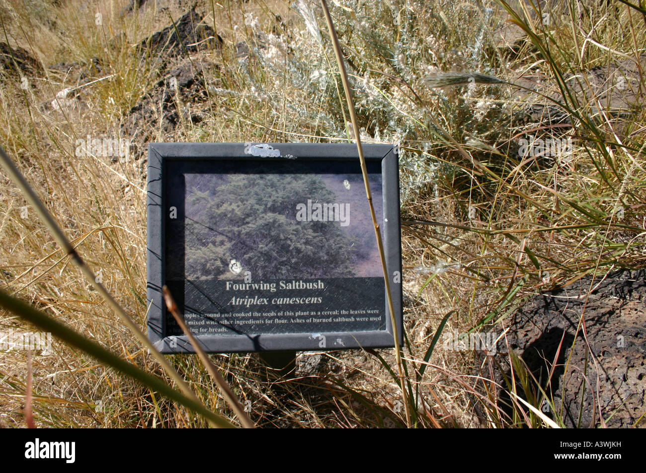 Fourwing Saltbrush Pflanze, desert Zeichen beschreiben native Southwestern Pflanze, Albuquerque, New Mexico, USA Stockfoto