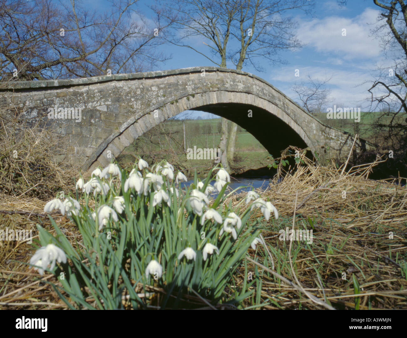 Schneeglöckchen (Galanthus Nivalis) wachsen neben Fluss Nidd, in der Nähe von Birstwith, North Yorkshire, England, UK. Stockfoto