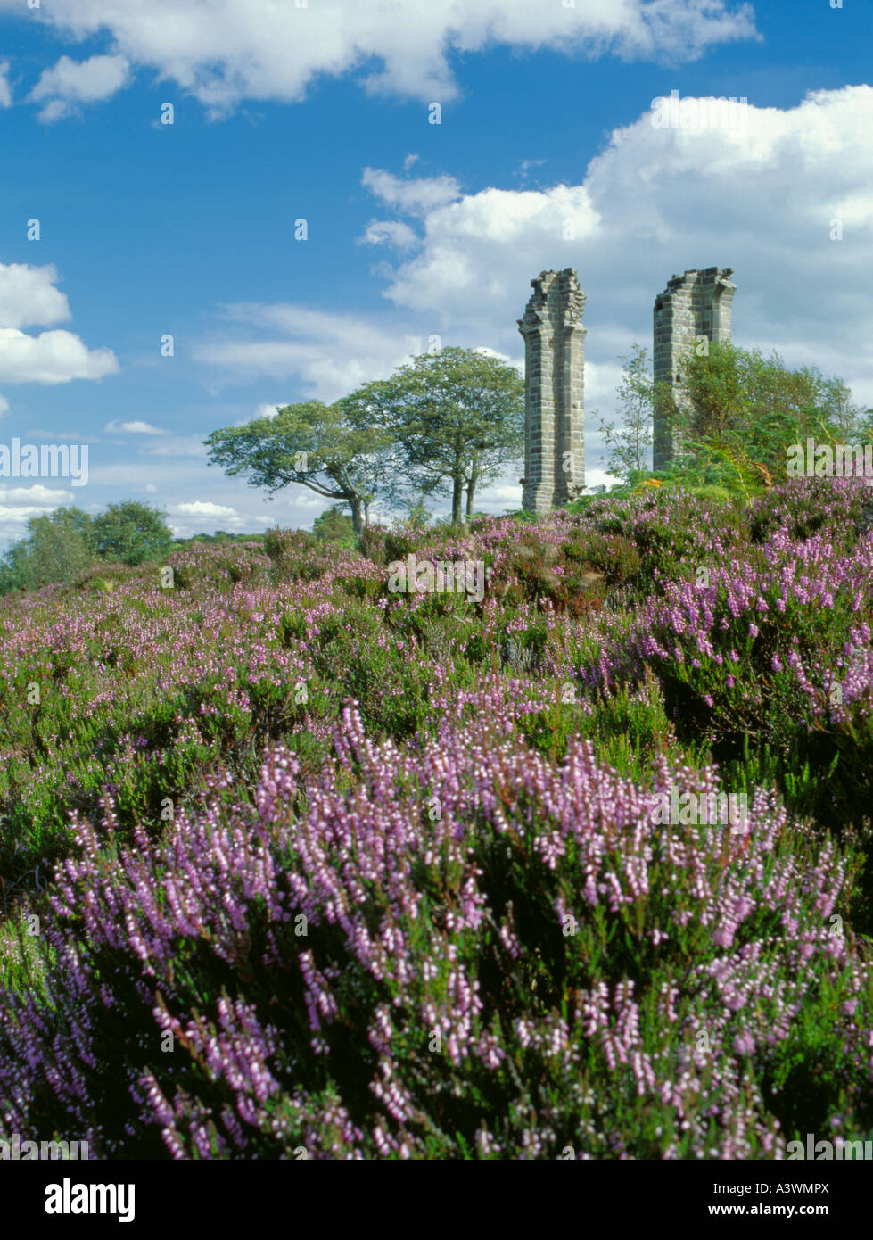 Heather und Yorke die Torheit, über Pateley Bridge, Nidderdale, North Yorshire, England, Vereinigtes Königreich. Stockfoto