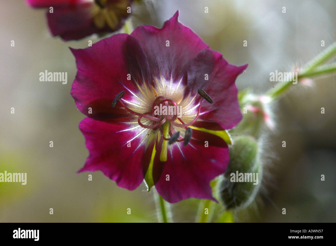 Eine Art Geranium Blume Stockfoto