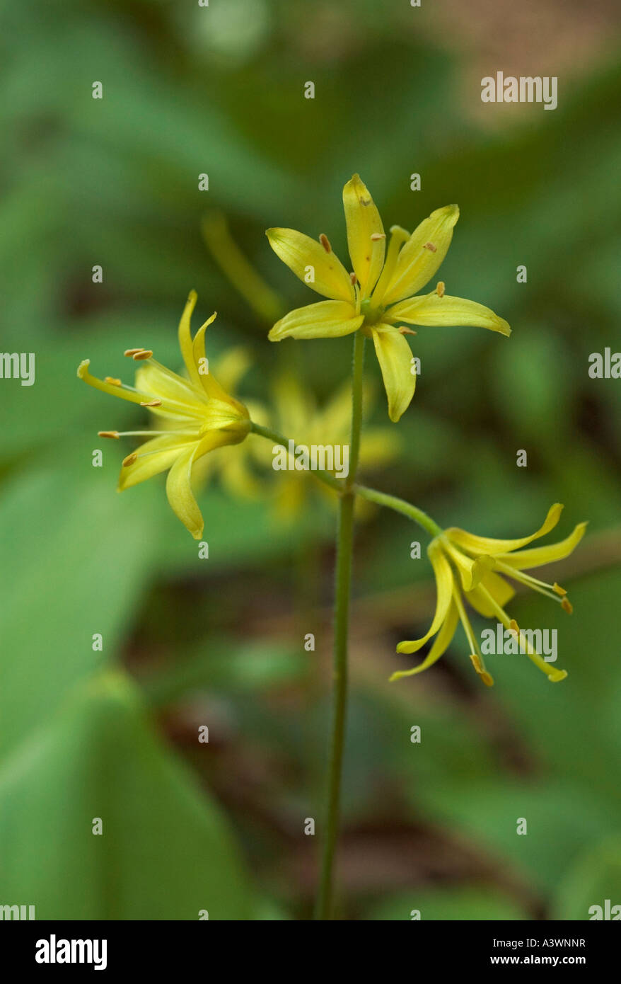 Eine blaue Perle Lilie Clintonia Borealis Blumen Kapelle Beach in dargestellter Felsen-Staatsangehöriger Lakeshore nahe Munising Michigan Stockfoto