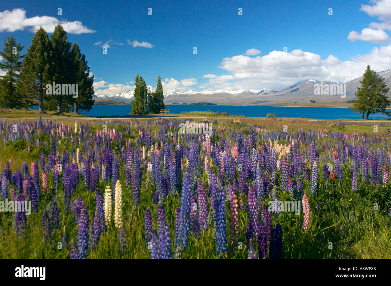 Wilde Lupinen an den Ufern des Lake Tekapo Südinsel Neuseeland Stockfoto