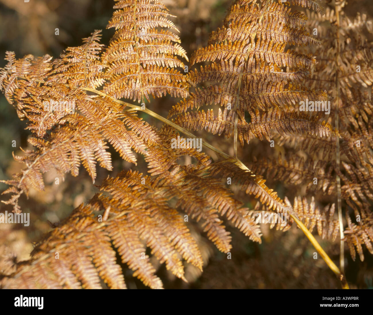 Wedel Scaley Wurmfarn (Dryopteris Affinis) im Winter; County Durham, England, Vereinigtes Königreich. Stockfoto