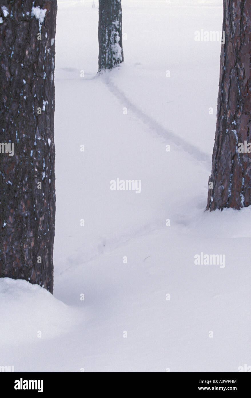 Frischer Schnee zeigt die Wege der Eichhörnchen von Baum zu Baum in einem Waldgebiet in der Nähe von Marquette Mich Stockfoto