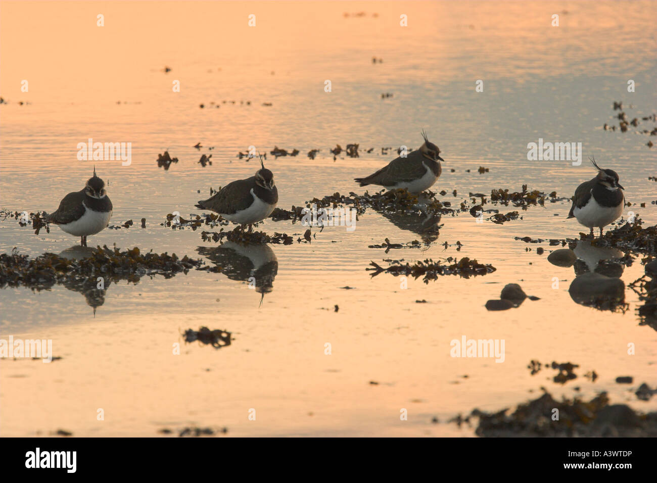 Kiebitz Vanellus Vanellus Moray Firth Inverness Shire Highland Schottland Vereinigtes Königreich Stockfoto