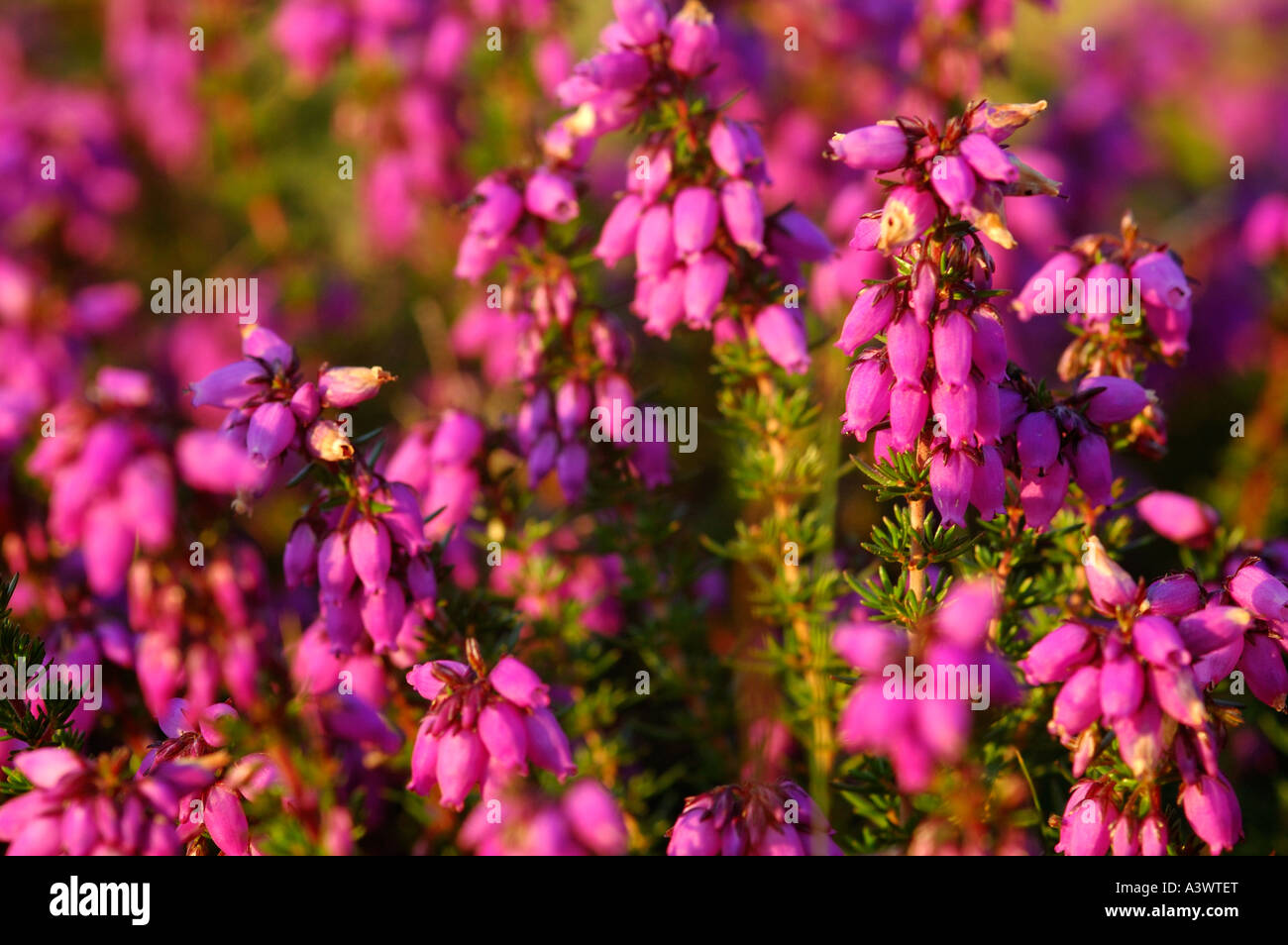 Kreuz-leaved Heather oder Moor Heather Erica Tetralix Pembrokeshire Wales Großbritannien Stockfoto