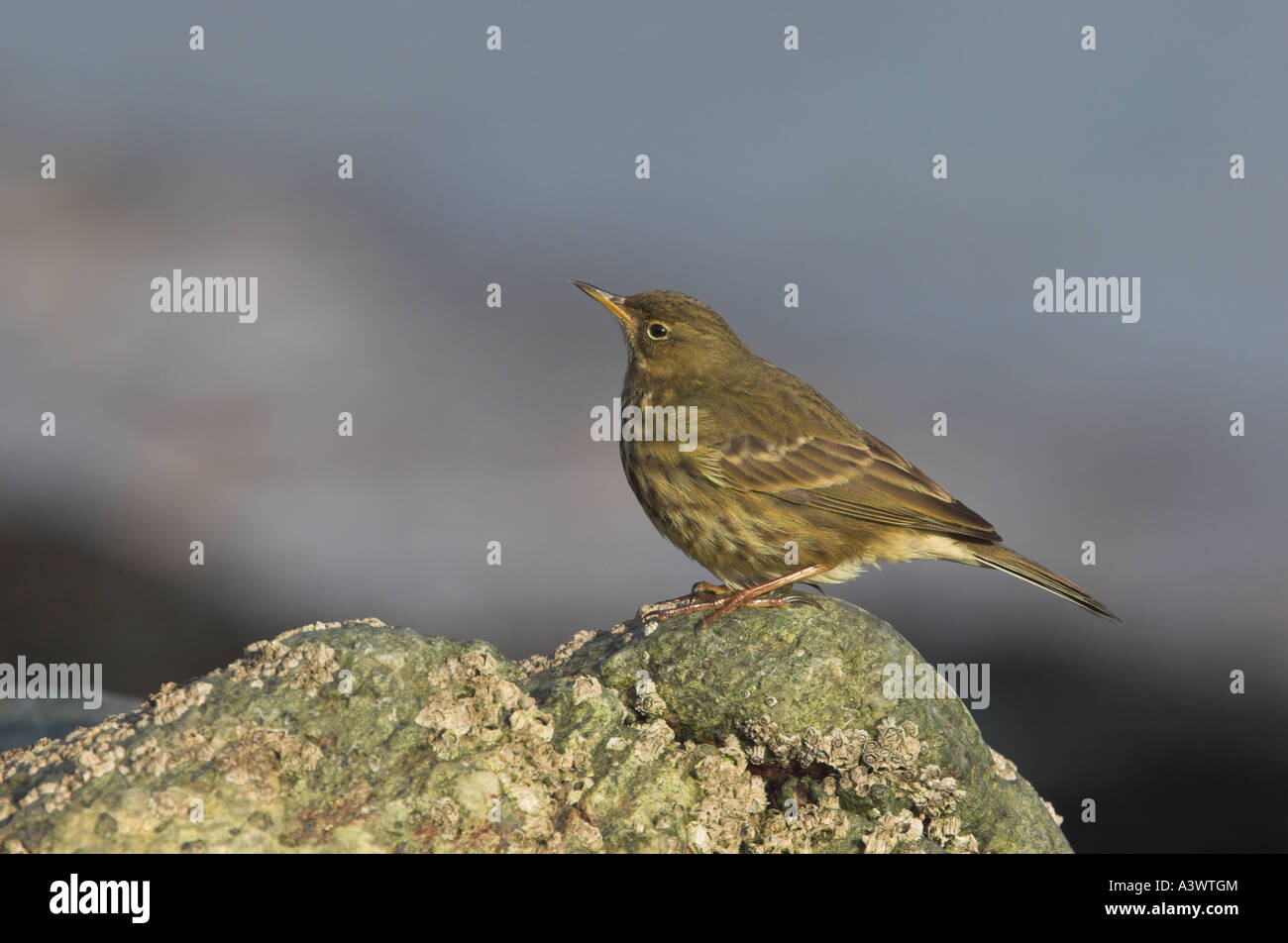 Rock-Pieper Anthus Spinoletta Moray Firth Inverness Shire Highland Schottland Vereinigtes Königreich Stockfoto
