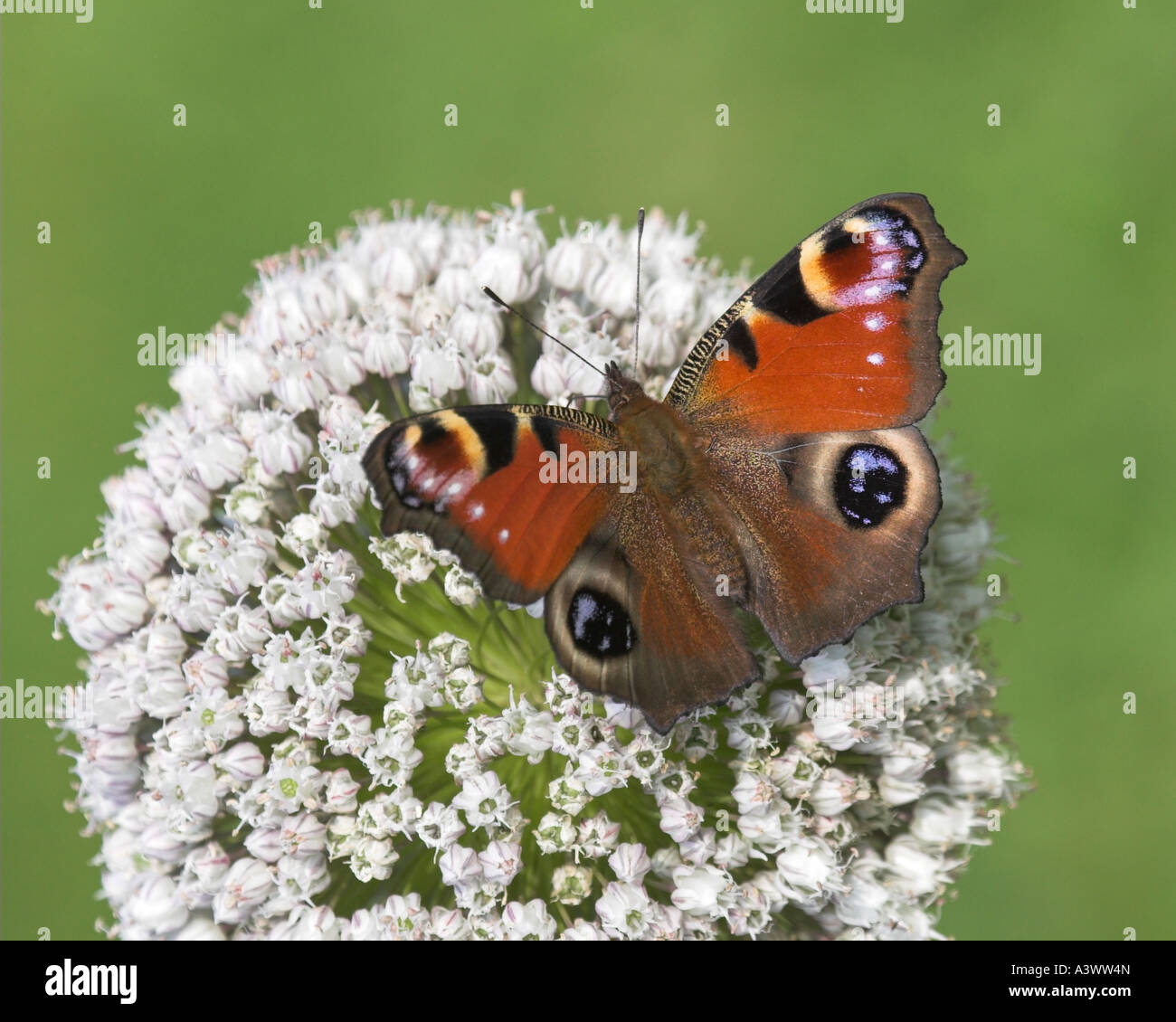 Tagpfauenauge Inachis Io auf Allium Spp Blume Inverness Shire Highland Schottland Vereinigtes Königreich Stockfoto