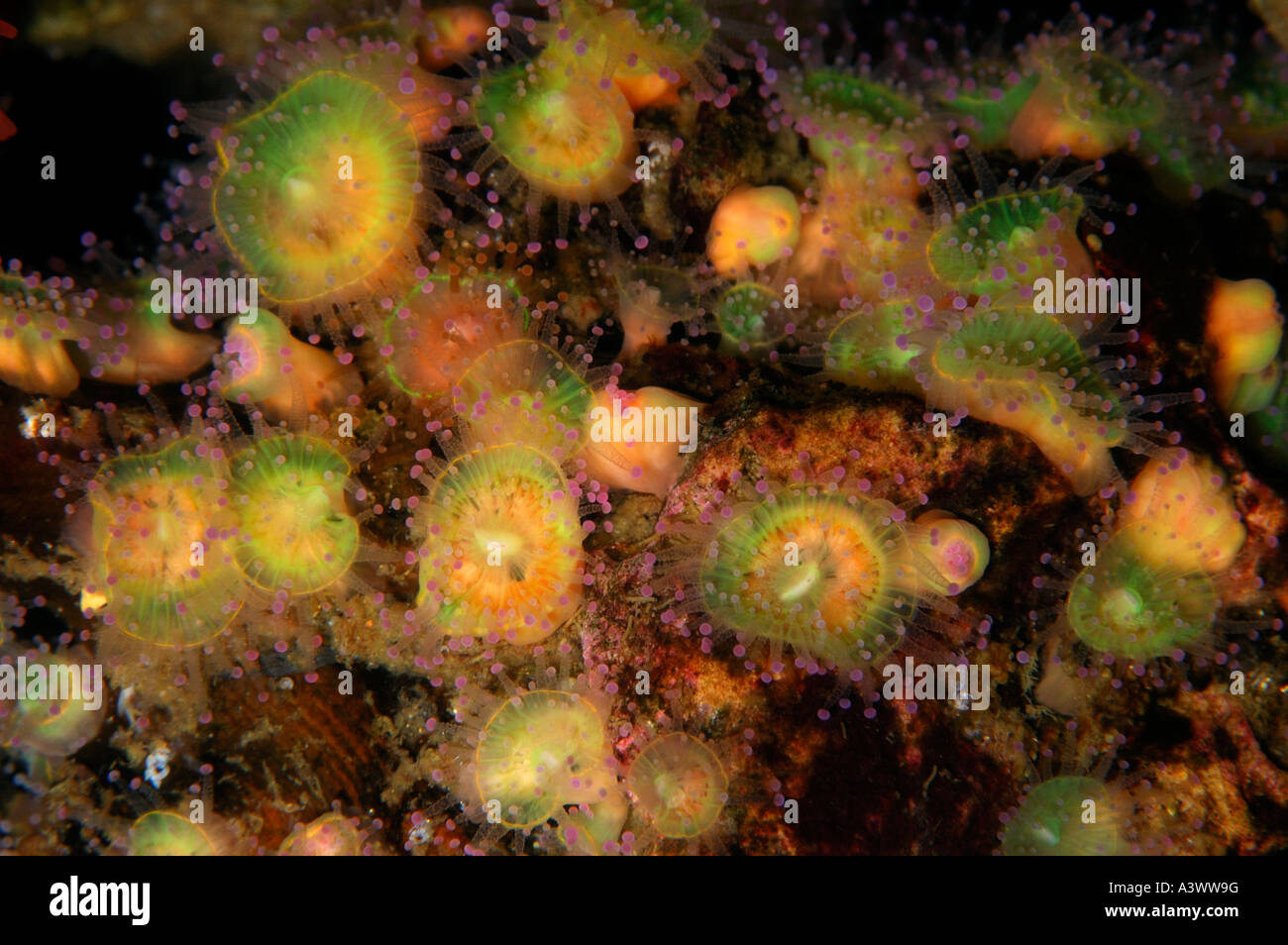 Juwelen Sie-Anenome Corynactis Viridis häufig in klaren gemäßigten Meeren gefunden in Süd-West-UK Stockfoto