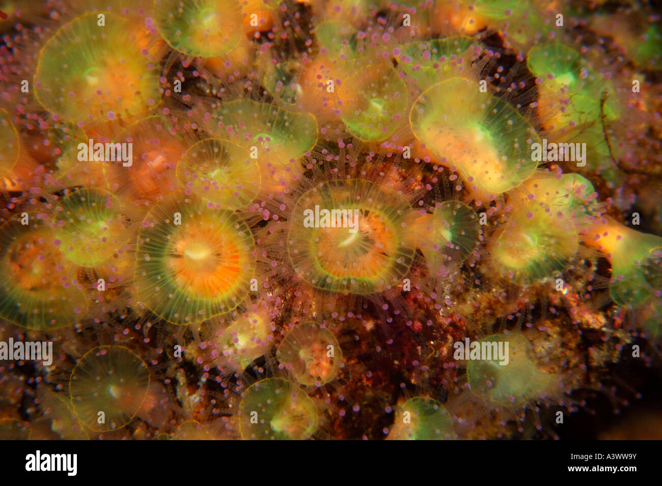 Juwelen Sie-Anenome Corynactis Viridis häufig in klaren gemäßigten Meeren gefunden in Süd-West-UK Stockfoto
