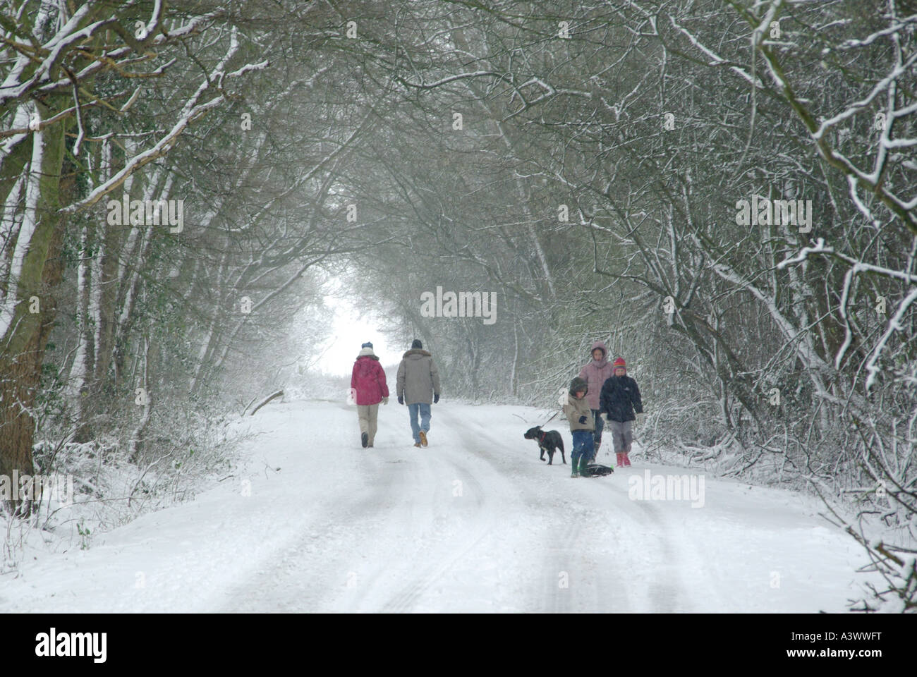Schneebedeckte Landstraße mit Blick auf die Rückseite, Erwachsene Paare, Spaziergänge und Familie mit Blick auf die Vorderseite mit Kindern, die unter dem Tunnel der Winterbäume einen Hund trainieren, England Großbritannien Stockfoto