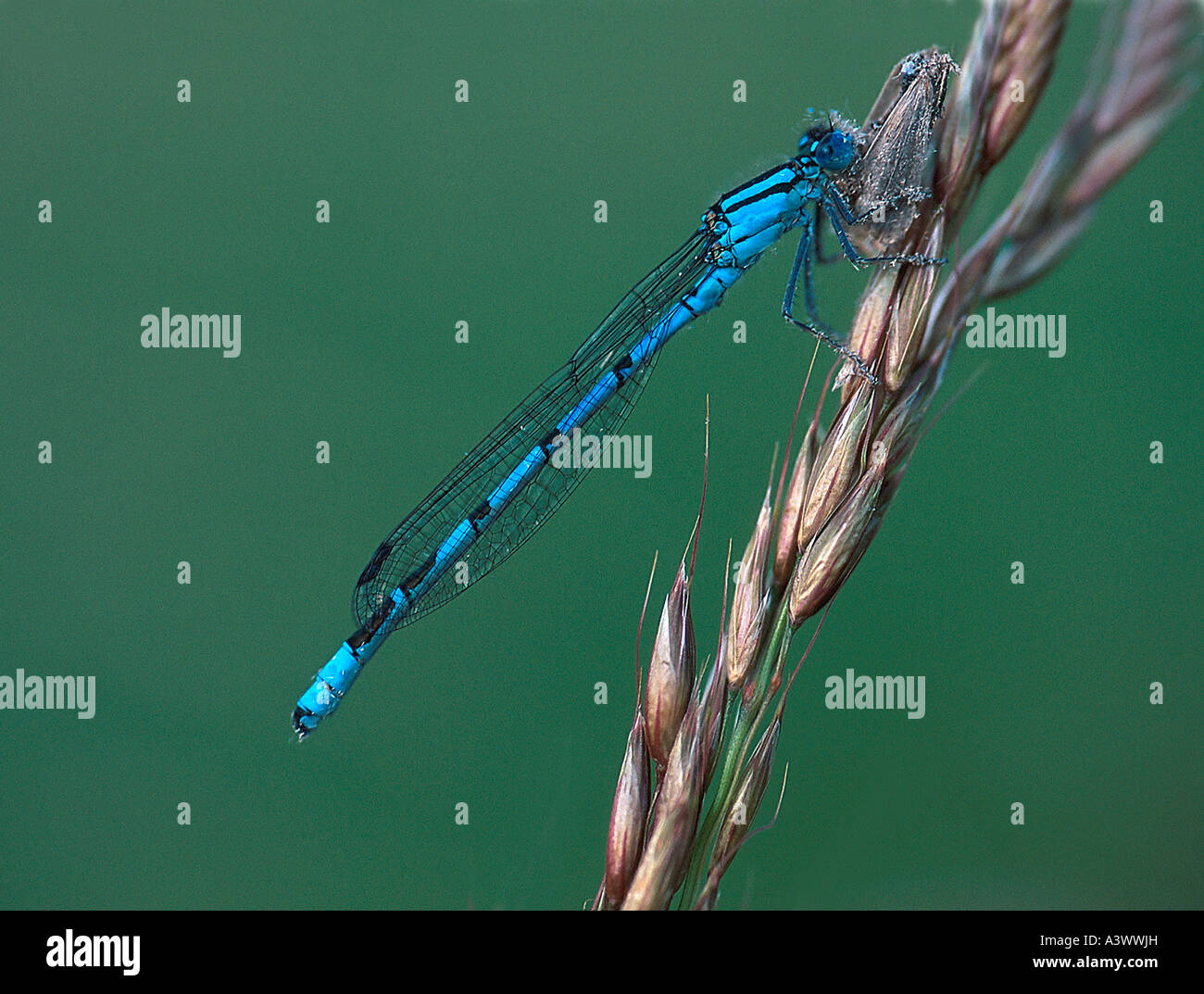 Gemeinsamen Blue Damselfly verschlingt Motte Enallagma Cyathigerum Vereinigtes Königreich Stockfoto
