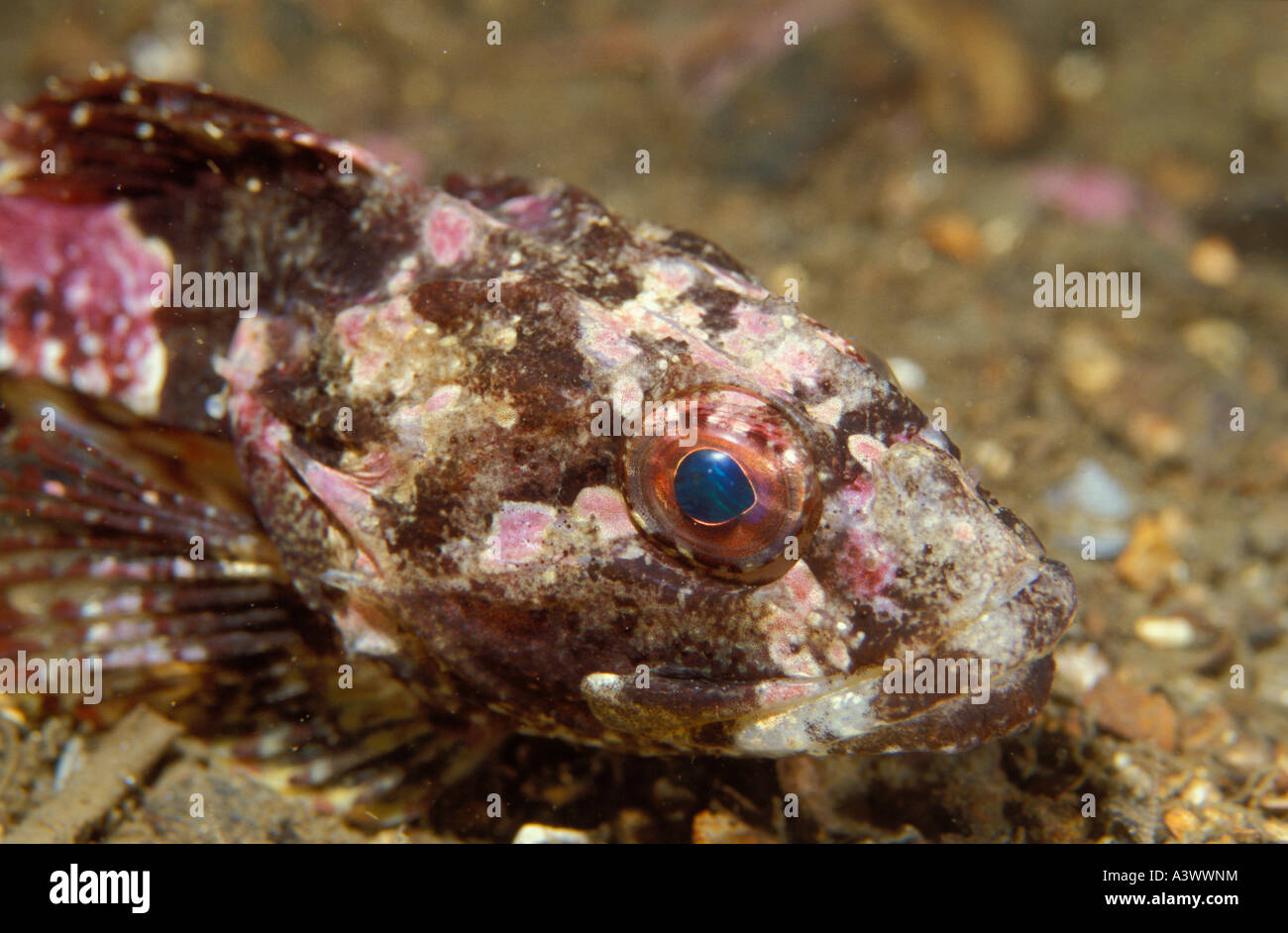 Lange Spined Meer Skorpion Fisch Taurulus beispielsweise Vereinigtes Königreich Stockfoto
