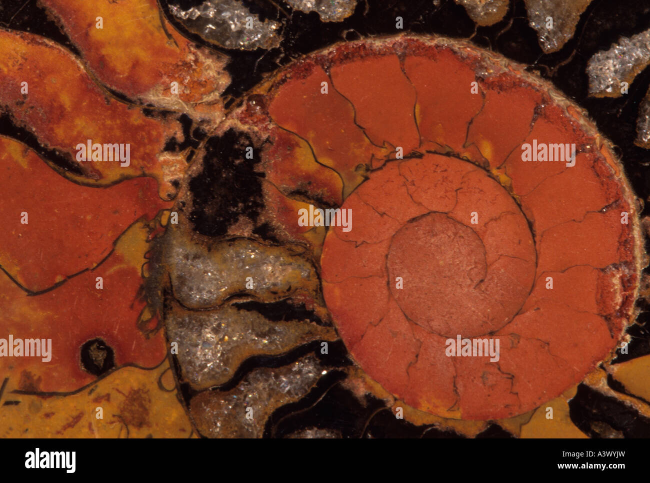 Fossile Ammoniten Placenticeras Spp Kreidezeit Marokko Stockfoto