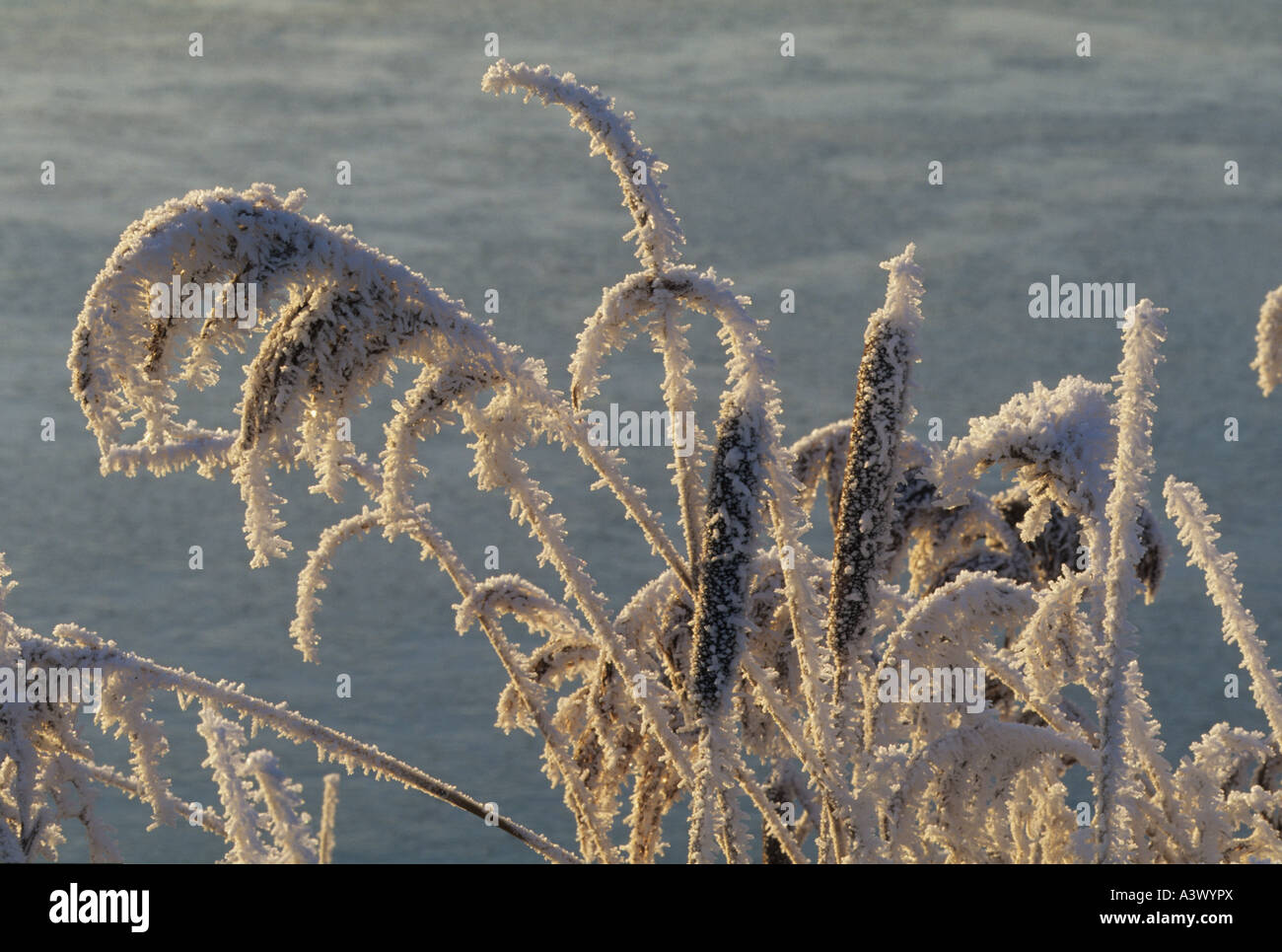 Raureif UK Stockfoto