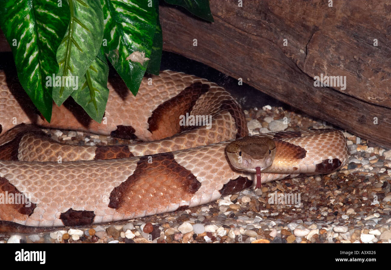 Südlichen Copperhead Agkistrodon Contortrix flicking ihre Zunge Stockfoto