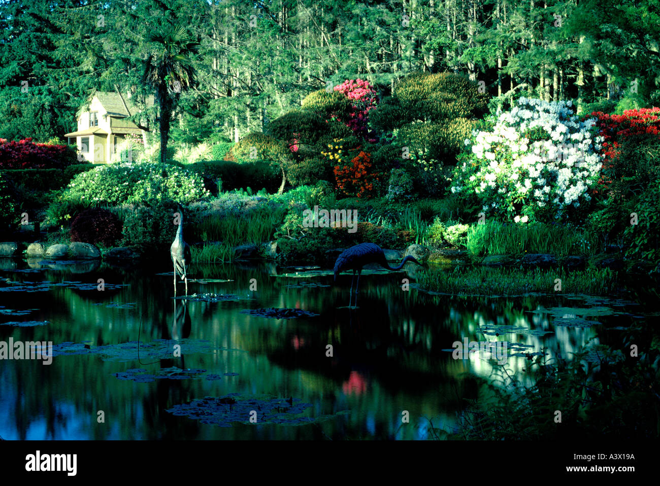 V00070 Tif Botanischer Garten mit Teich Shore Acres Staatspark Oregon Stockfoto