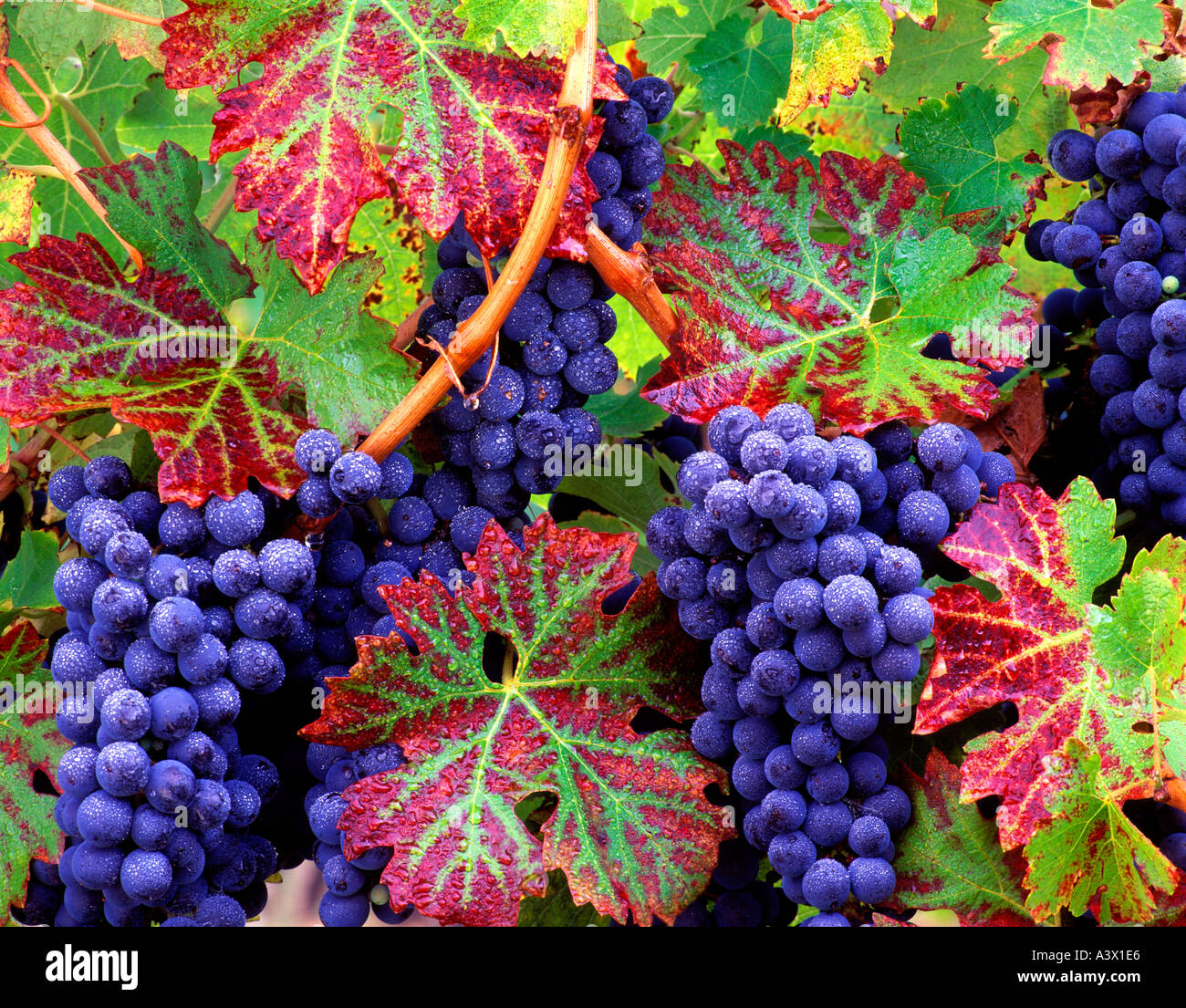 Trauben Cabernet Sauvingon mit Herbstfarben Alpine Weinberge Oregon Stockfoto