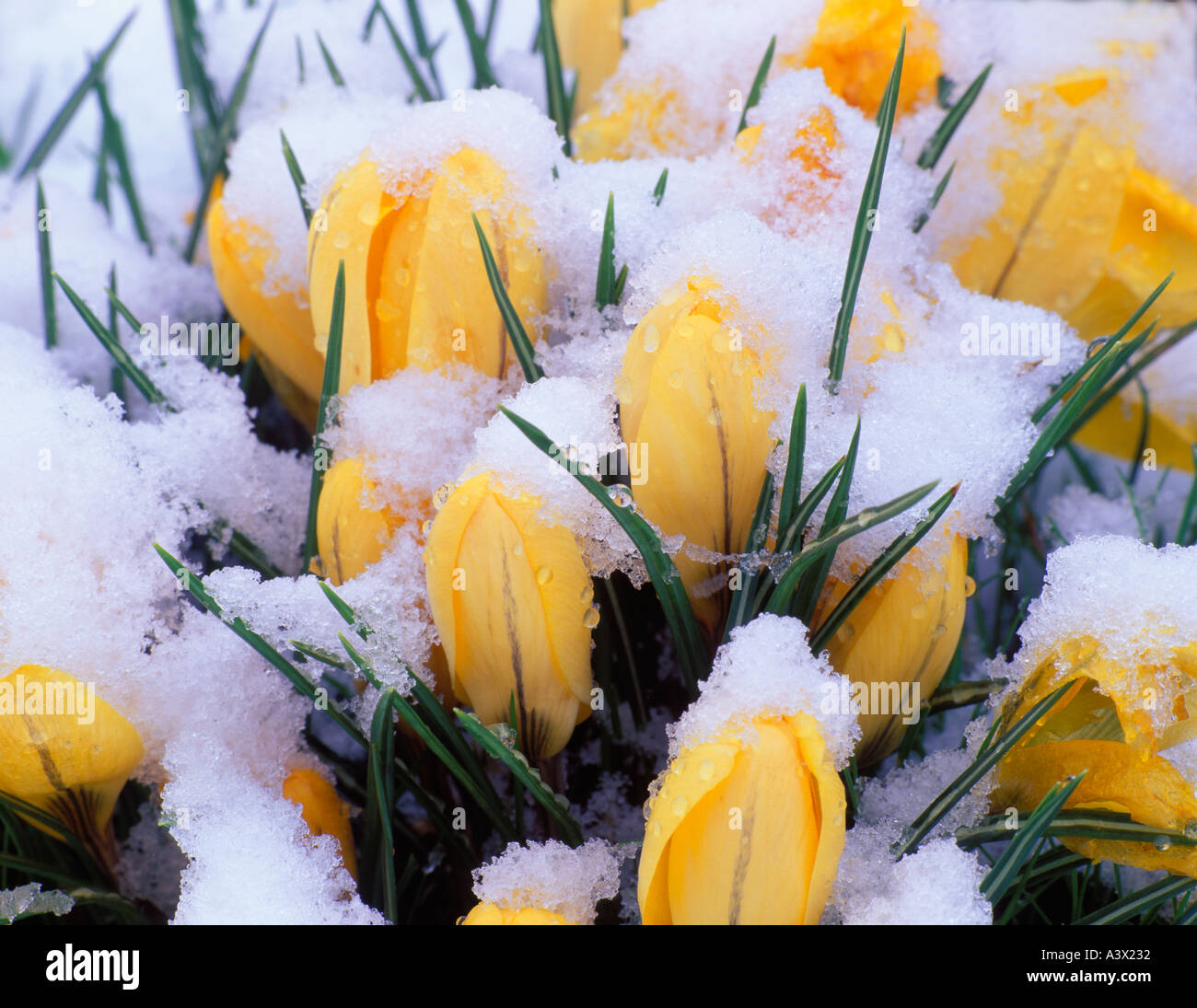 Gelber Krokus mit späten Frühlingsschnee Corvallis Oregon Stockfoto