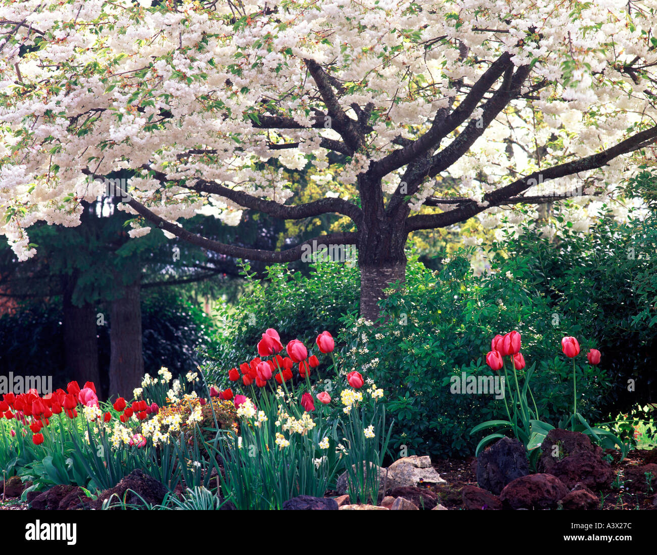 V00289M TIFF-blühende Kirsche Baum mit Narzissen und Tulpen Monroe-Oregon Stockfoto