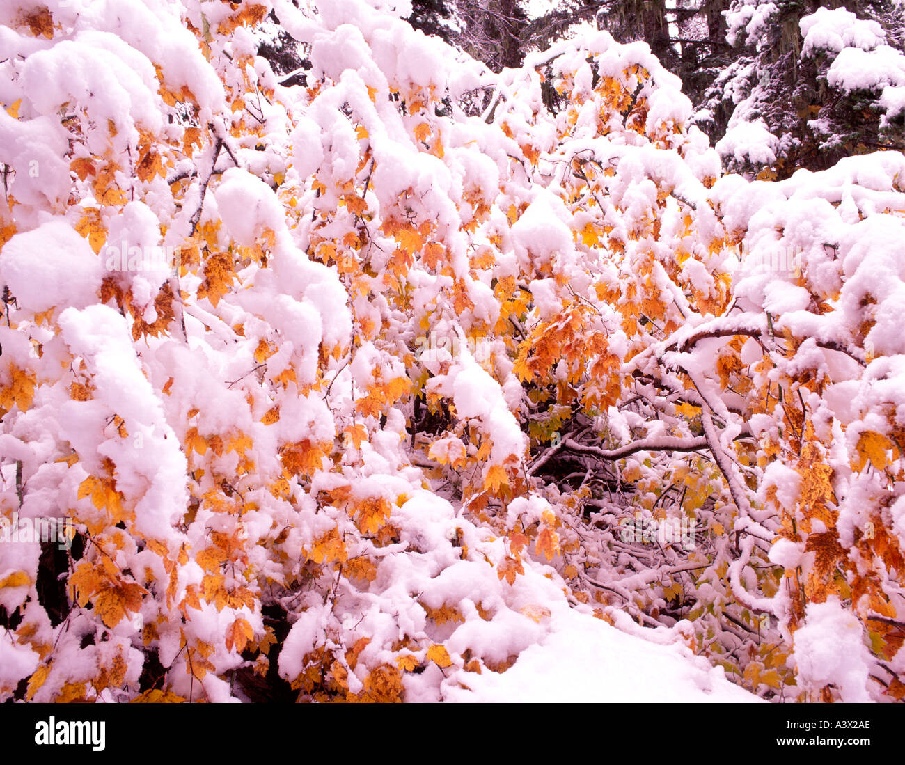 V00355M Tiff Vine Maple in Herbstfarben mit Schnee Santiam Pass Oregon Stockfoto