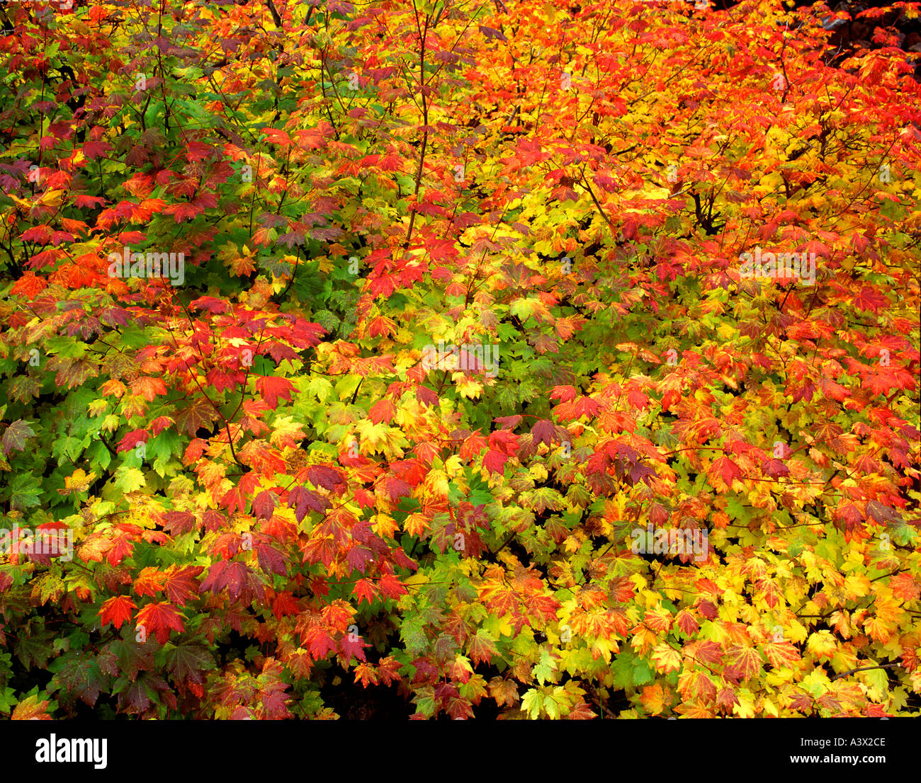V00406M Tif Rebe Ahorn im Herbst Farbe McKenzie Pass Oregon Stockfoto