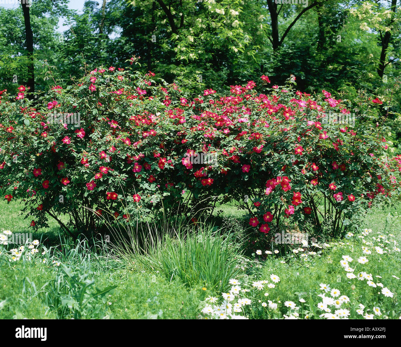 Botanik, Rose (Rosa), japanische Rose (Rosa Rugosa), Rosenstrauch, Wiese, Applerose, Kartoffel, Rose, Apfel, Rosengewächse, Rosales, Rosoi Stockfoto