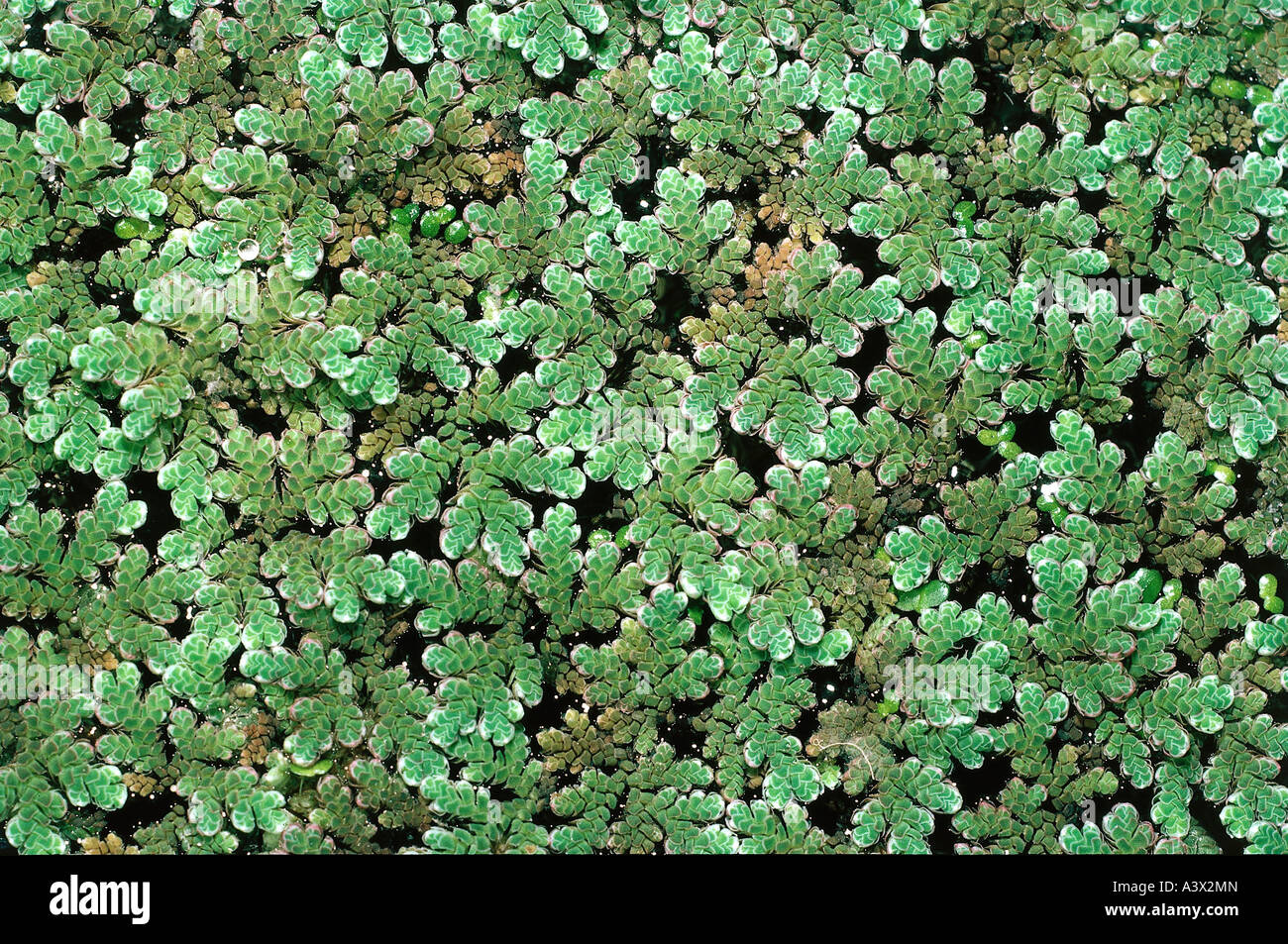 portugiesische kirschlorbeer baum Prunus lusitanica 'Angustifolia' auf Stamm main image 1