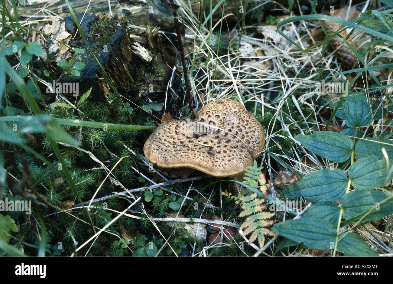 Botanik, Pilze, Sarcodon, schuppige Zahn (Sarcodon Imbricatus), auf Woodground, mit Tanne Kegel, essbar, verursacht (junge Pilze), Mus Stockfoto