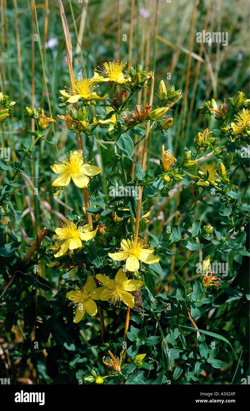 Botanik Johanniskraut Johanniskraut Hypericum Perforatum