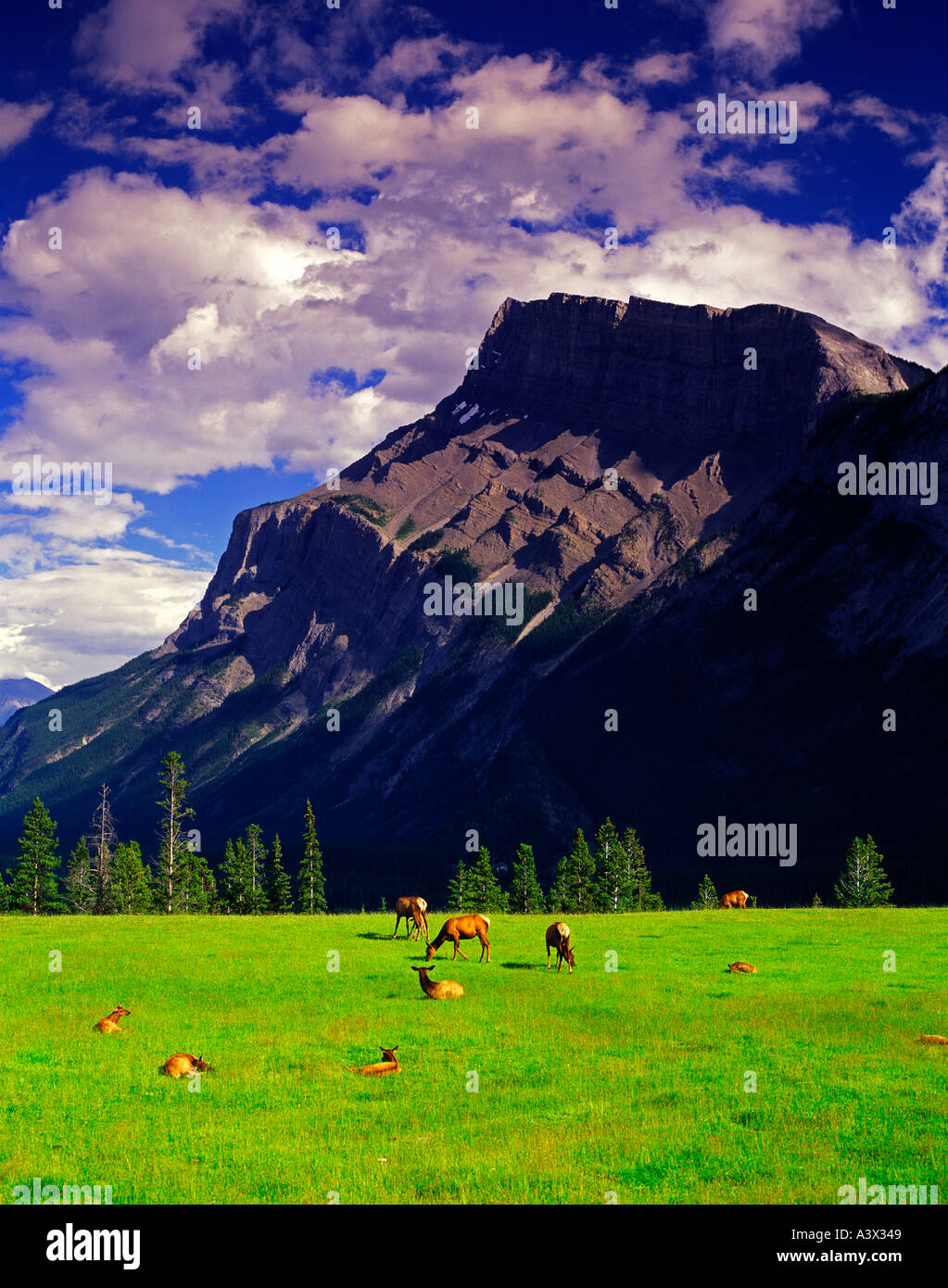 Mount Rundle und Elche in Wiese Banff National Park Kanada Stockfoto