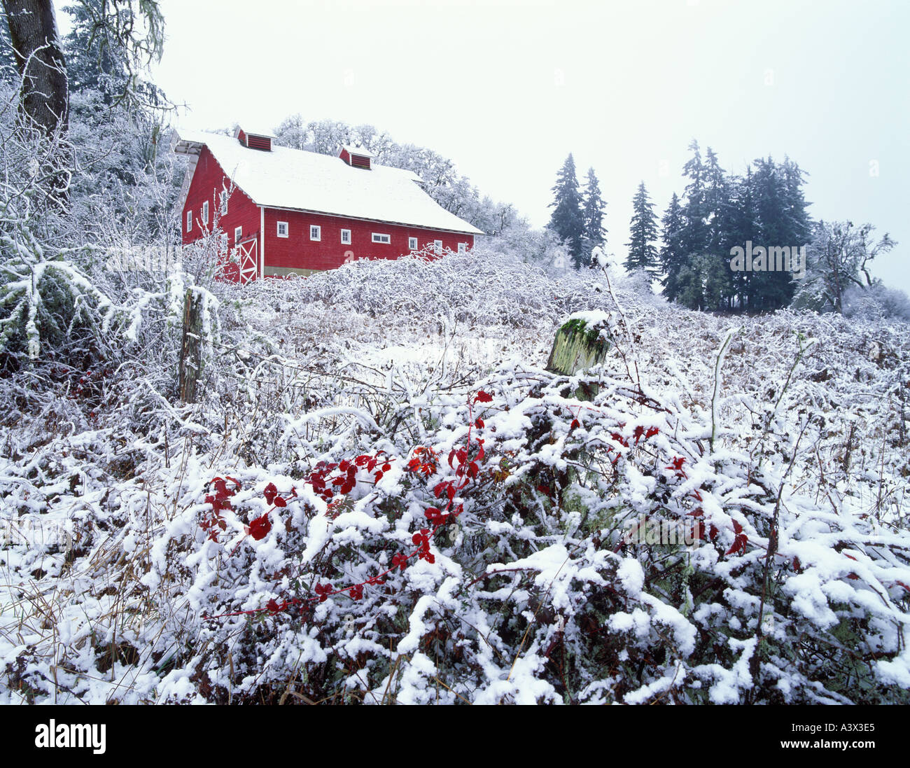 F00130M Tiff Scheune Schnee und Blackberrry Sträucher im Herbst Farbe Finley Wildlife Refuge Oregon Stockfoto