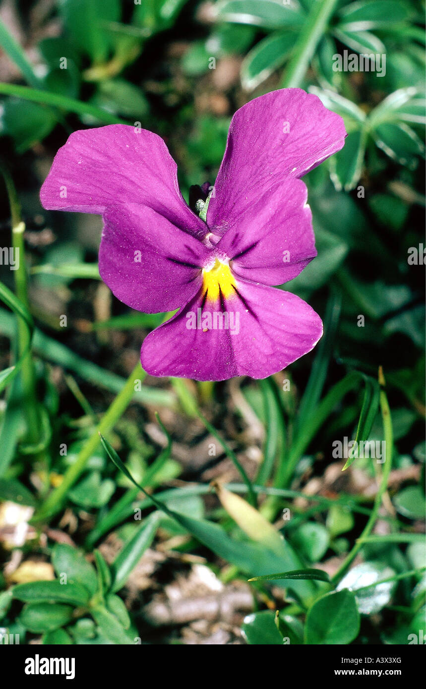 Lila pansey -Fotos und -Bildmaterial in hoher Auflösung – Alamy