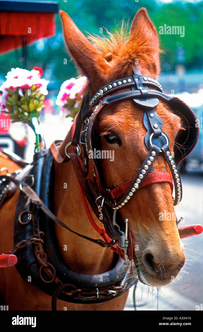 Pferd und Wagen touristische Fahrten New Orleans Louisiana USA Stockfoto