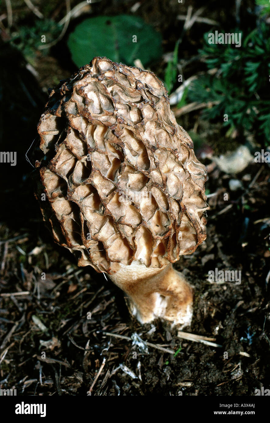 Botanik, Pilze, Morcheln (Morchella), Morcheln (Morchella Esculenta), auf Woodground, essbar, essbare Pilze, Morel, Morchella Rotu Stockfoto