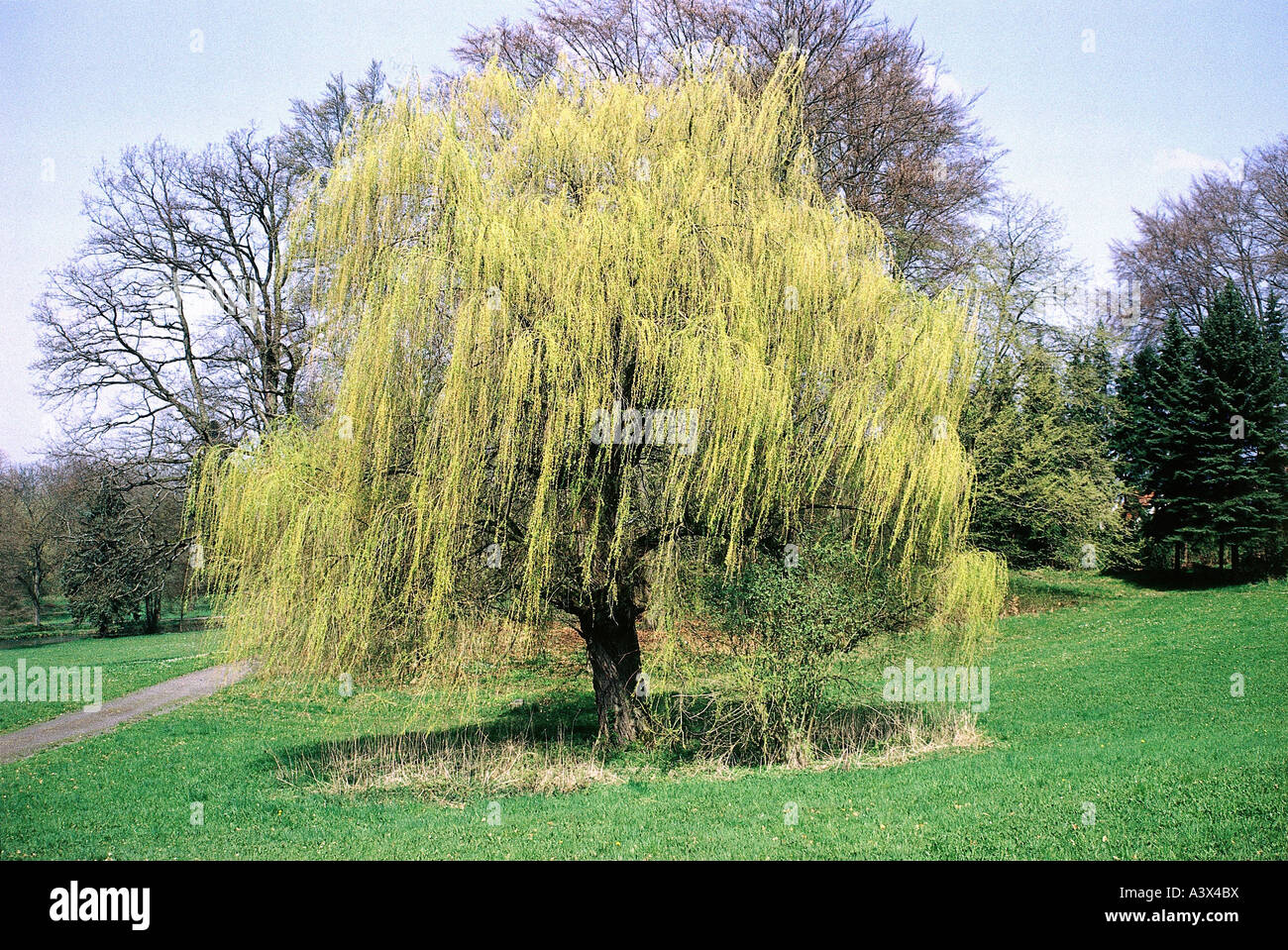 Botanik, Weide (Salix), Peking Weide (Salix Babylonica), Wiese, Baum, Salicaceae, Dillenidae, Salicales, Weinen, Stockfoto