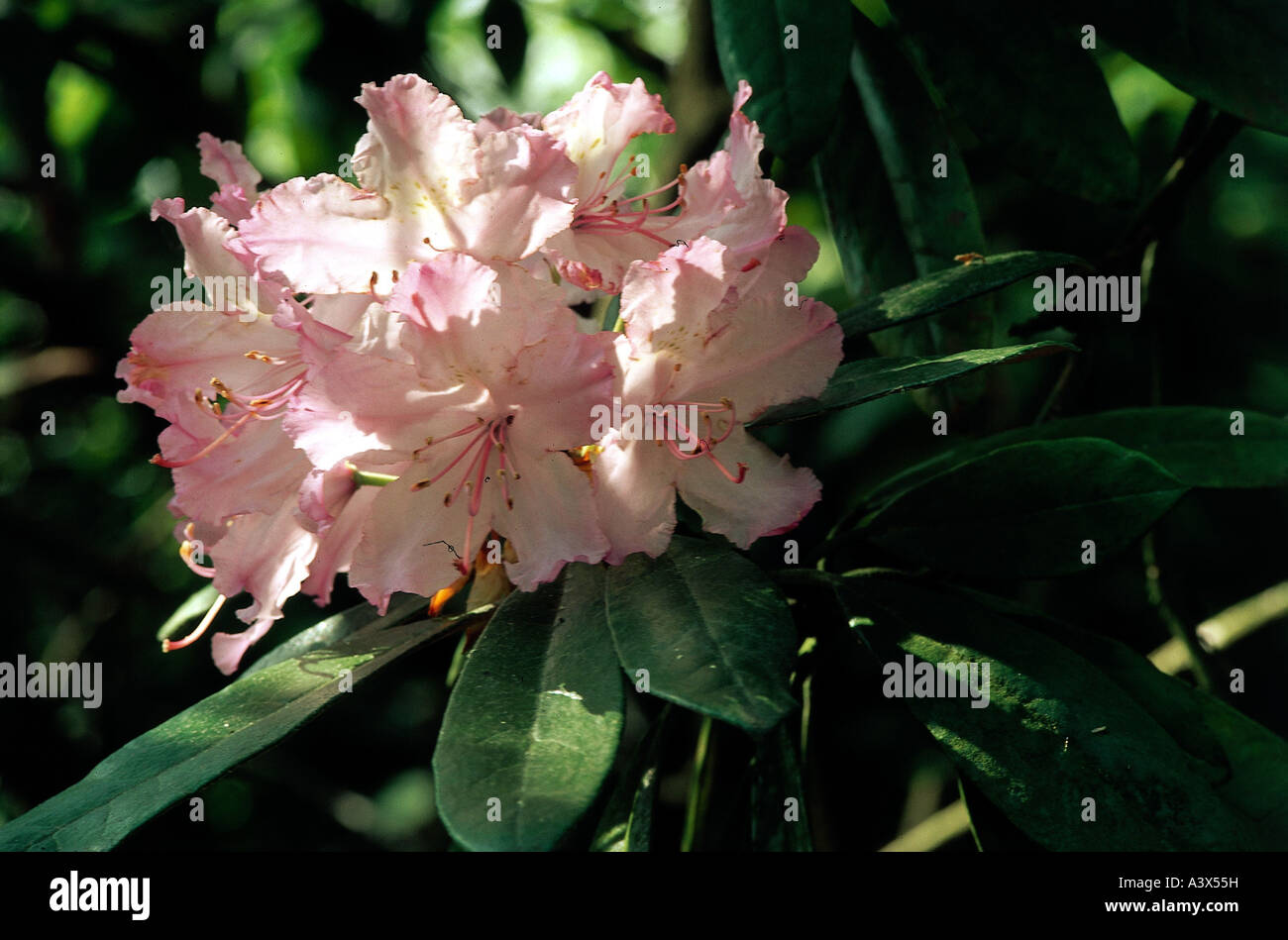 rhododendron yakushimanum wikipedia Yaku Princess Rhododendron