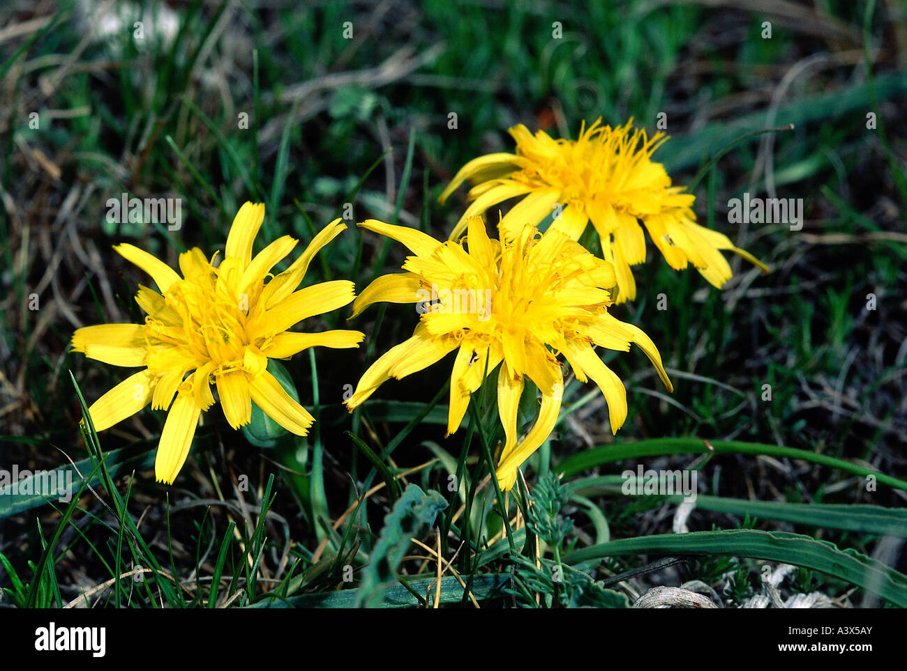 Botanik, Pippau, (Crepis), Rough Hawksbeard (Crepis Biennis), Blüten, Korbblütler, Compositae, Asteridae, Asterales, Wiese, ye Stockfoto