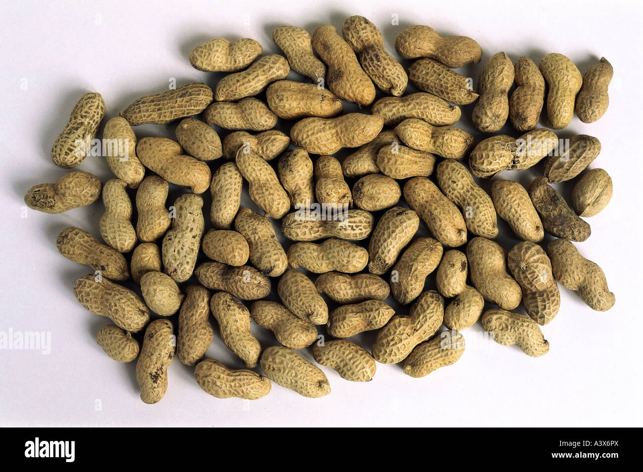 Botanik"Erdnuss"(Arachis Hypogaea), mehrere Muttern mit Muschel, Erdnu,  Fabaceae, Erdnsse, Saatgut, Samen, Earthnut Stockfotografie - Alamy